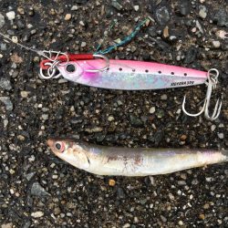 今年初太刀とサゴシ祭り